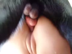 Fat pussy of a babe gets penetrated by a canine dildo